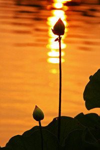 亚特兰大平局：未能赢得对阵AC米兰的胜利