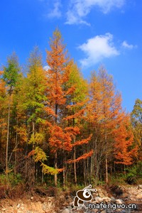 河北华夏幸福球员合影庆祝胜利，信心满满