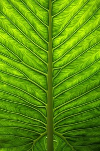 荣耀弓箭：多米尼加共和国代表队在射箭比赛中获得亚军